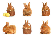 Collage With Adorable Fluffy Easter Bunnies On White Background