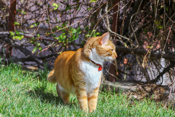 cat in the garden