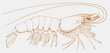 Atlantic white shrimp litopenaeus setiferus, prawn from east coast of North America