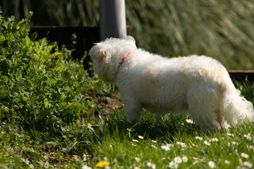 dog white brown sneaky look