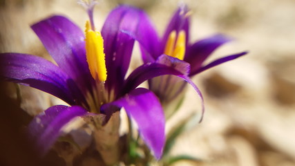 Close-up and detail of two crocus flowers opening up. Purple leaves and yellow pistil. Macro shot. 