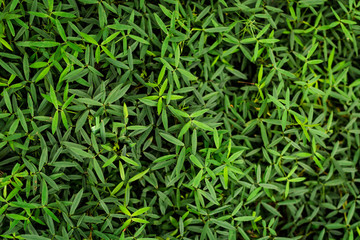 A beautiful patern of green plant which make super background, pattern