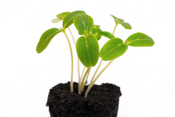 Green young sprouts from the soil. Agricultural crop. Growing plants.