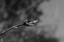 Blossom Leaves Buds On The Branch Of The Tree. Black White Photo