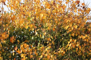 autumn leaves on tree