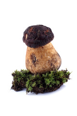 Canvas Print - King bolete (cep, porcini, penny bun, Boletus edulis) and moss