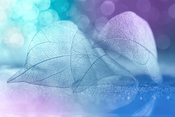 Wall Mural - beautiful tender abstract macro. transparent skeleton leaf on a colorful pastel bokeh background. sp