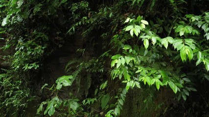 Wall Mural - Aerial view that starts at the top of a in moss covered cliff in the tropics and slowly moves to the with water filled bottom
