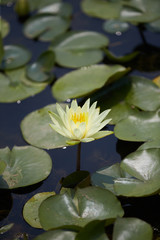 Wall Mural - Water lily blooming in the park.