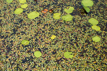 Various leaves on a pond.