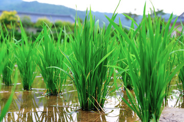 Wall Mural - Begin rice planting in the countryside.