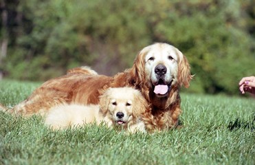 Poster - Shallow focus shot of a cute puppy with an old Golden Retriever resting on a grass ground