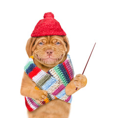 Poster - Smiling puppy wearing the warm hat and scarf holds a pointing stick and points away on empty space. isolated on white background