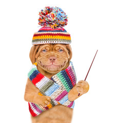 Poster - Smiling puppy wearing winter hat and scarf holds a pointing stick and points away on empty space. isolated on white background