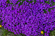 canvas print picture - Busch mit lila Blüten
