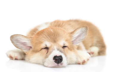 Canvas Print - Pembroke Welsh Corgi puppy sleeps. isolated on white background