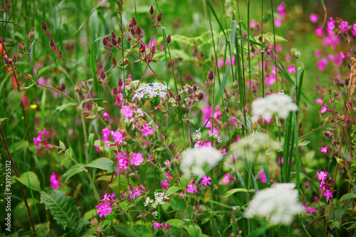 Purple wildflowers closeup on meadow or in forest