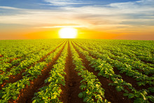 potato field at the dramatic sunset, outdoor agricultural scene