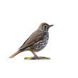 Song thrush (Turdus philomelos) isolate on a white background
