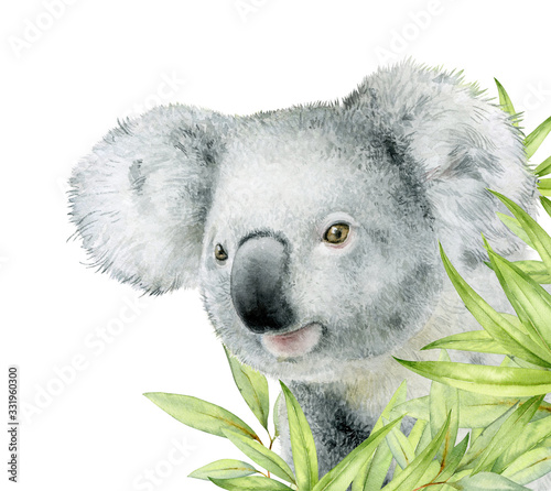 Dekoracja na wymiar  akwarela-ilustracja-slodki-mis-koala-wystajacy-zza-lisci-eukaliptusa