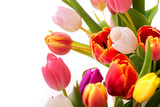 Fototapeta Tulipany - Multicolored tulips on a white background. Bouquet of spring flowers. Isolate on white background