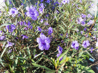 Violet flower in Summer flowers