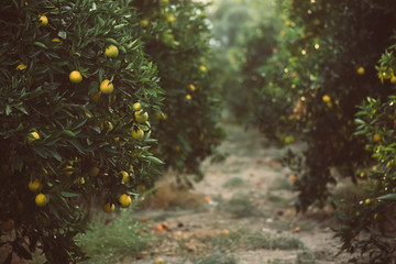 Orange garden with fruit