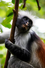 Black-and-white Colobus Monkey On A Tree In Rainforest In Zanzibar