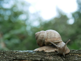 Helix pomatia also Roman snail, Burgundy snail, edible snail or escargot, is a species of large, edible, air-breathing land snail, a terrestrial pulmonate gastropod mollusk in the family Helicidae.