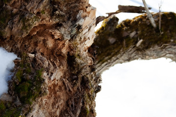 Mossy Log