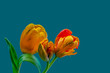 Vibrant bouquet of three tulips, fine art still life of a isolated blooms,detailed texture,petrol blue background