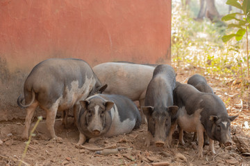 Wall Mural - Pigs at a Farm in Goa India