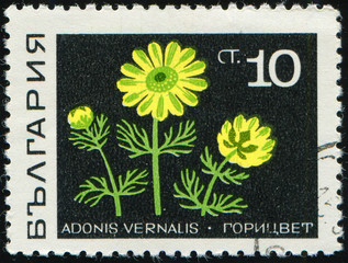 Wall Mural - BULGARIA - CIRCA 1969: stamp 10 Bulgarian stotinka printed by Republic of Bulgaria, shows medical plant Adonis (Adonis vernalis), spring, yellow pheasant's eye and false hellebore, flora, circa 1969