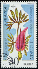 Wall Mural - BULGARIA - CIRCA 1989: stamp printed by Bulgaria, shows flowering plant Dracunculus vulgaris, dracunculus, dragon, voodoo, snake, stink, black lily, arum, black arum, dragonwort, ragons, circa 1989