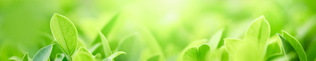 Close up beautiful nature view green leaf on blurred greenery background under sunlight with bokeh and copy space using as background natural plants landscape, ecology cover concept.