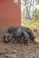 Wall Mural - Pigs at a Farm in Goa India