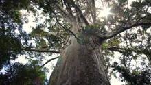 Huge Kauri Tree In Primeval Forest In New Zealand Nature