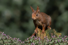Eurasian Red Squirrel (Sciurus Vulgaris) On A Tree Trunk With Purple Spring Flowers. Green Bokeh Background.