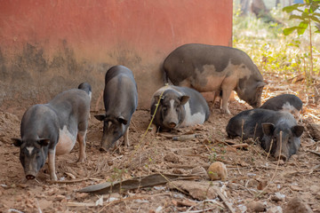 Wall Mural - Pigs at a Farm in Goa India