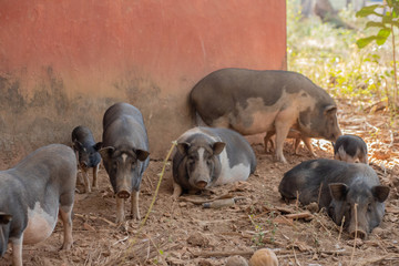 Wall Mural - Pigs at a Farm in Goa India