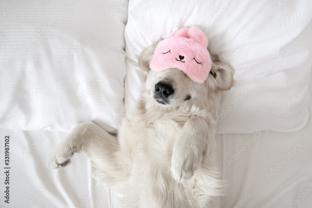 happy golden retriever dog in a sleeping mask relaxing in bed - obrazy, fototapety, plakaty 