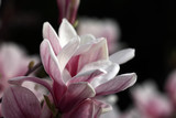 Fototapeta Kwiaty - Magnolie Blüte