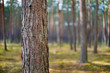 Single pine tree, bark close up on the background of the forest trees