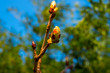 kidney on a branch in springkidney on a branch in spring, on a blurred background