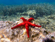 Red starfish lying on the rocks - underwater life off the Kastos island coast, Ionian Sea, Greece in summer.