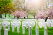 Rows of tombs and graves on military cemetery with blooming spring cherry tree flowers
