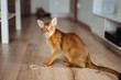 Very skinny abyssinian cat playing and jumping.