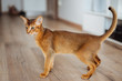 Very skinny abyssinian cat playing and jumping.