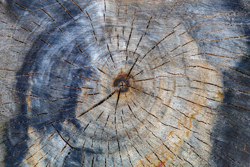 Old Weathered Cracked Wood Texture