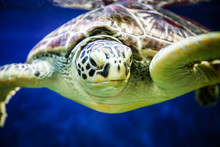Close- Up Of A Large Sea Turtle